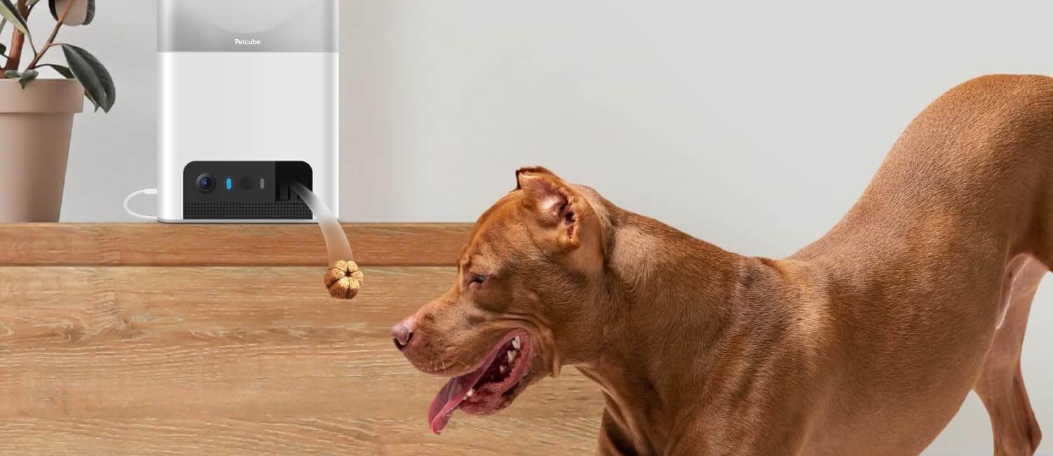 Pet resting peacefully at home while being monitored through the Petcube Cam