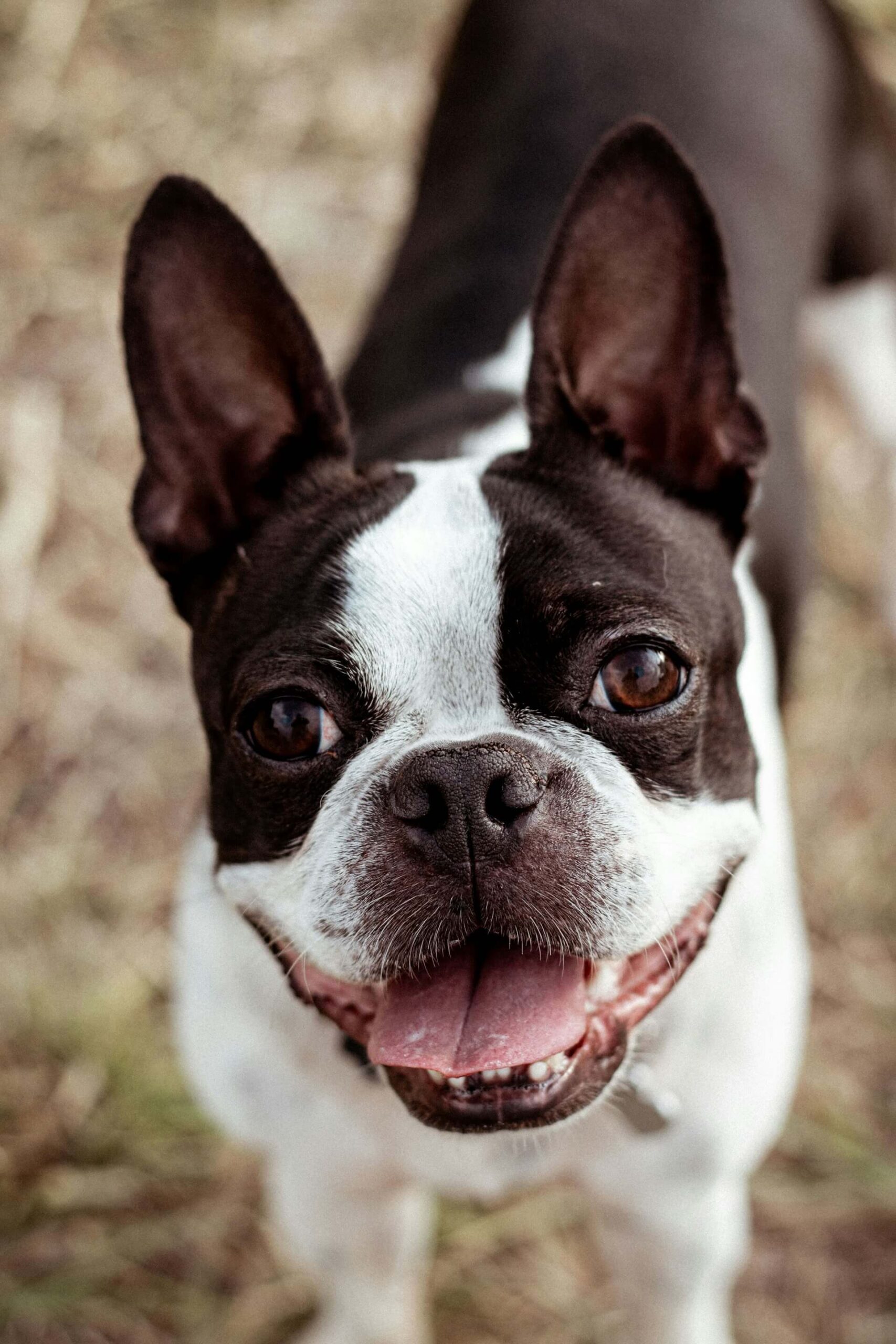 How to choose the best pet camera for dogs and cats – smart features like HD video, treat toss, night vision