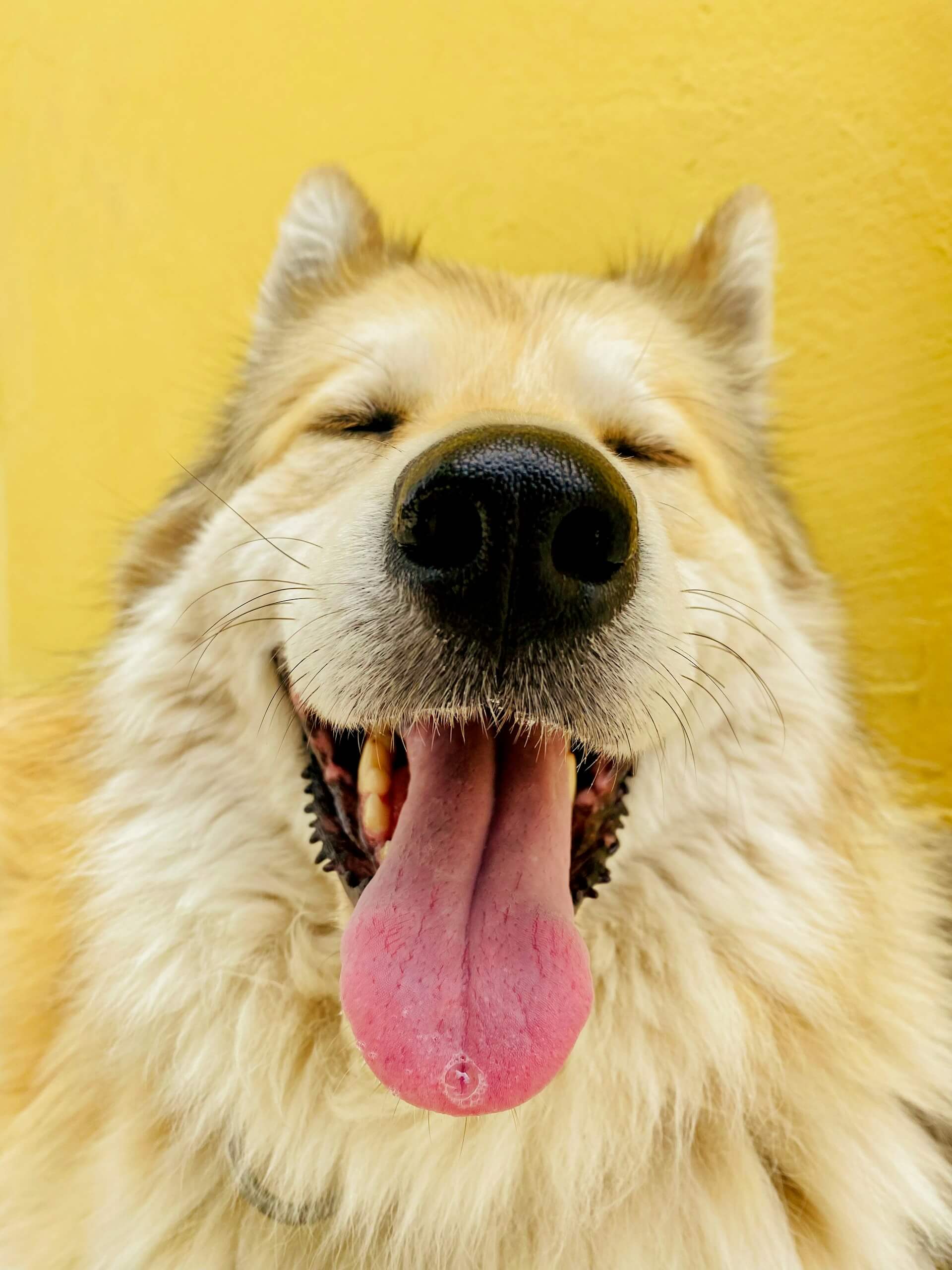 Happy golden dog with tongue out, symbolizing satisfaction after being fed with an automatic dog feeder