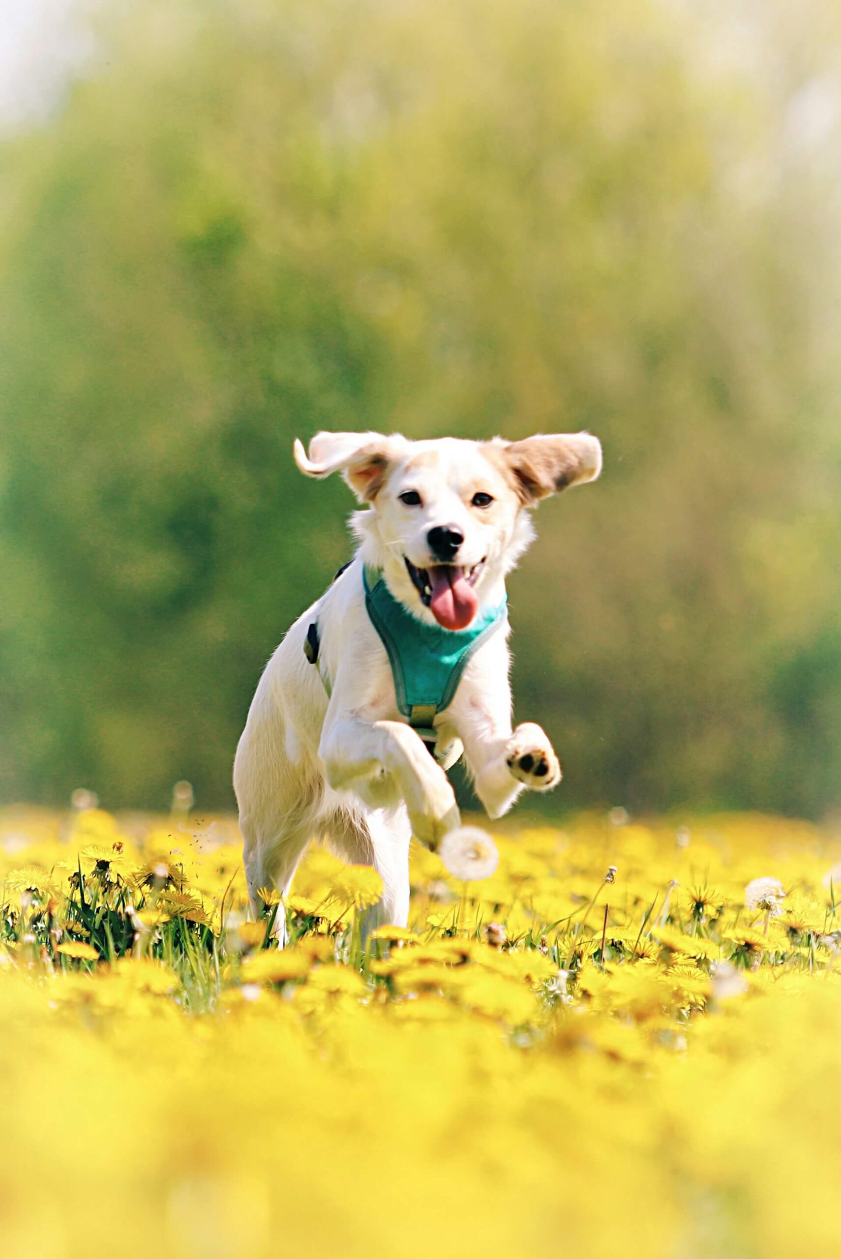 How to choose the best dog GPS tracker in 2025 – live location, virtual fences, health tracking