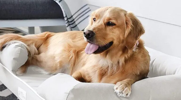 How to Choose the Best Orthopedic Dog Bed – Complete Buying Guide (2024) – FetchyFriends