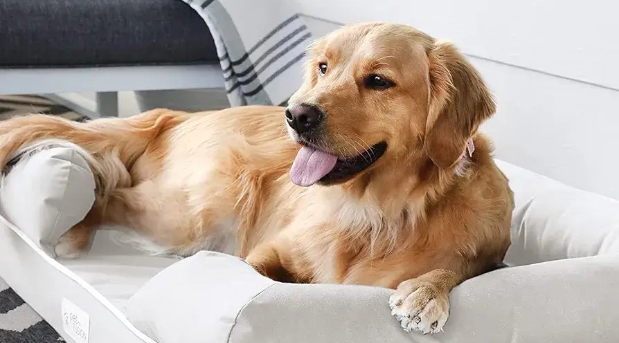 Golden Retriever resting on an orthopedic dog bed designed for joint relief in a calm living room environment