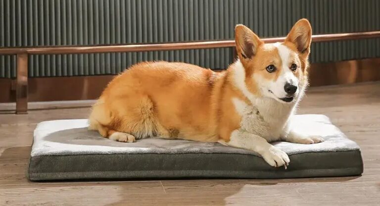 Top 5 Best Orthopedic Dog Beds in 2024 – Supportive & Vet-Recommended Picks – FetchyFriends
