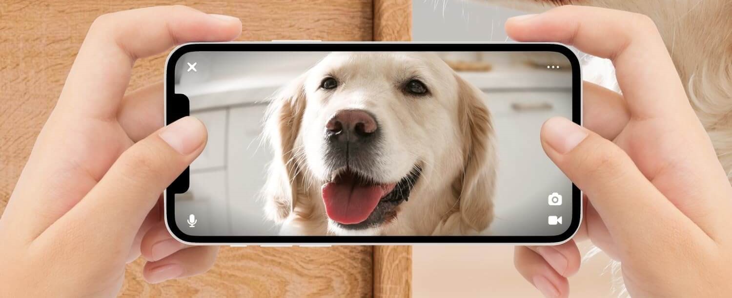 Petcube Cam Wi-Fi Pet Camera monitoring a dog at home in real time