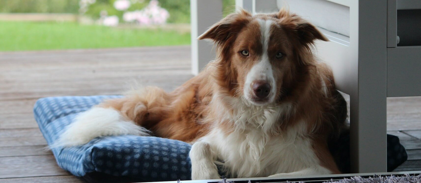 best outdoor dog beds for camping, patio, and yard comfort