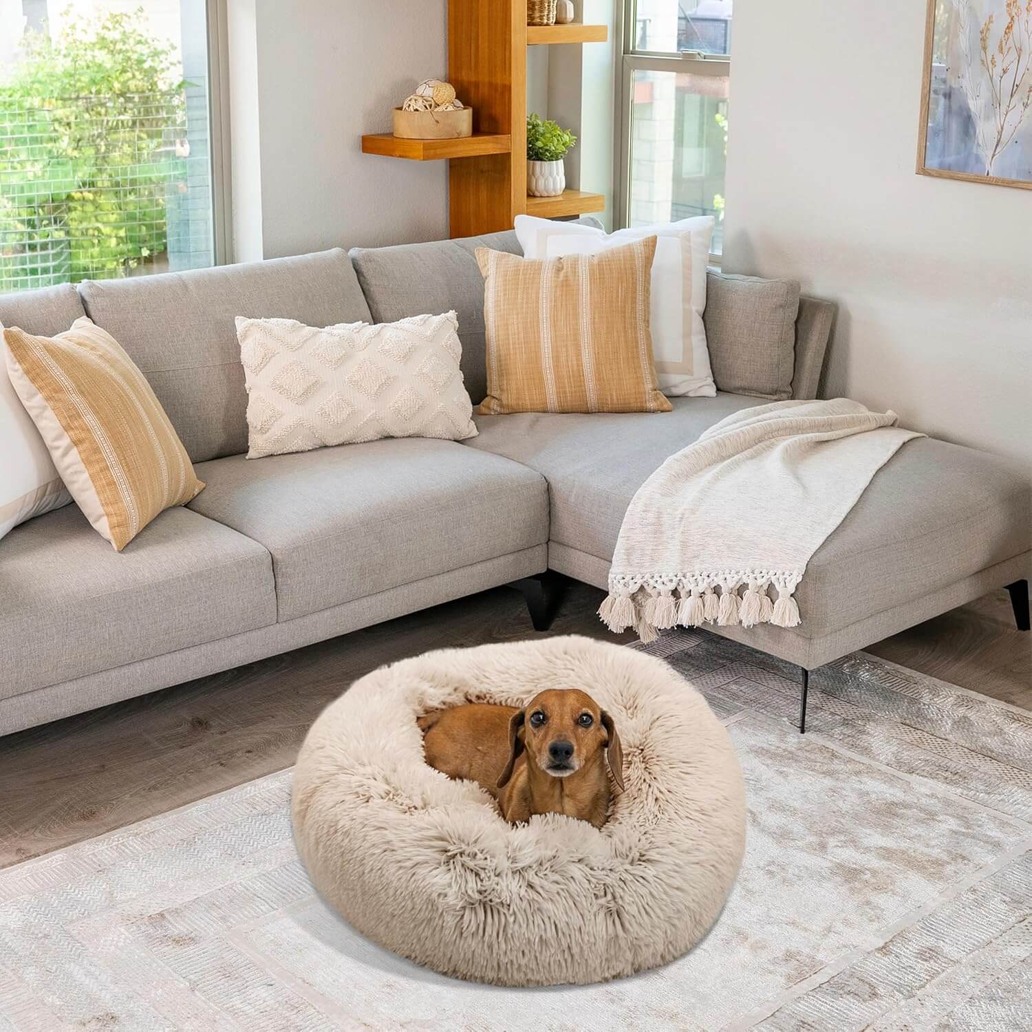 Small dog resting comfortably in donut-shaped calming bed inside cozy living room