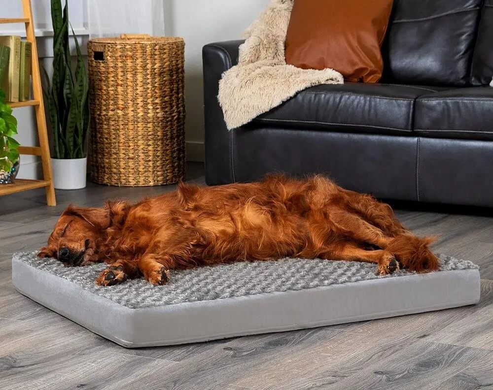 Excited dog enjoying orthopedic comfort on a premium memory foam bed