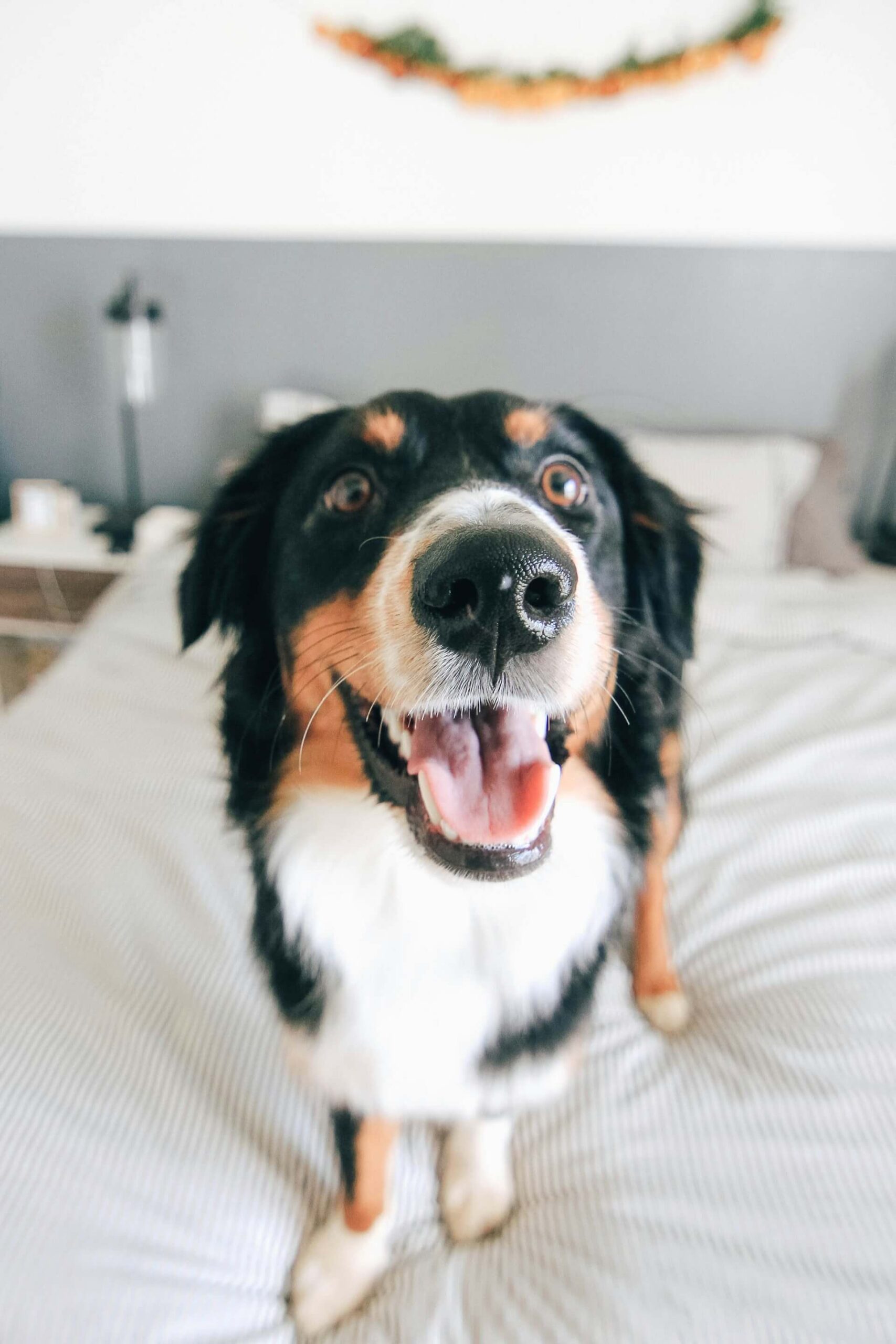 How to choose the best orthopedic outdoor dog bed – buying guide