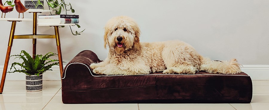 Top orthopedic outdoor dog beds – waterproof, elevated, and memory foam options