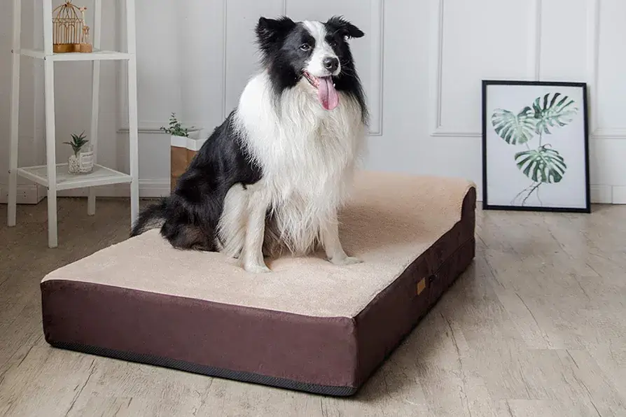 Border Collie sitting on KOPEKS Orthopedic Dog Bed in a clean modern room