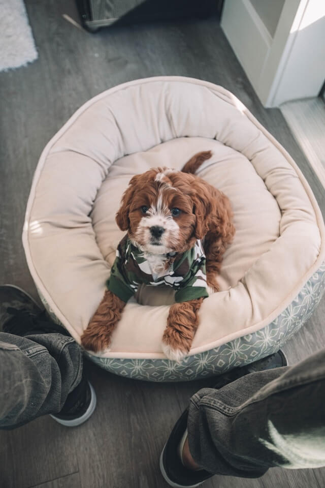 best indoor dog beds – buying guide illustration