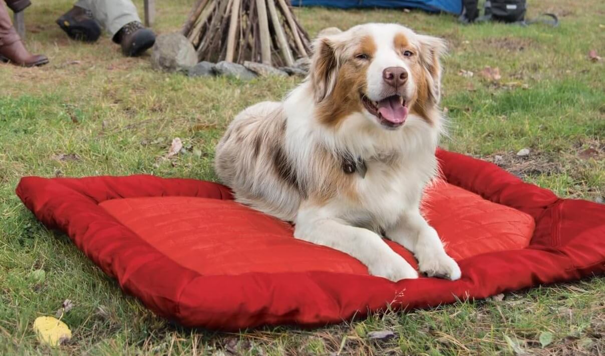 best outdoor dog beds on Amazon – breathable elevated and waterproof designs