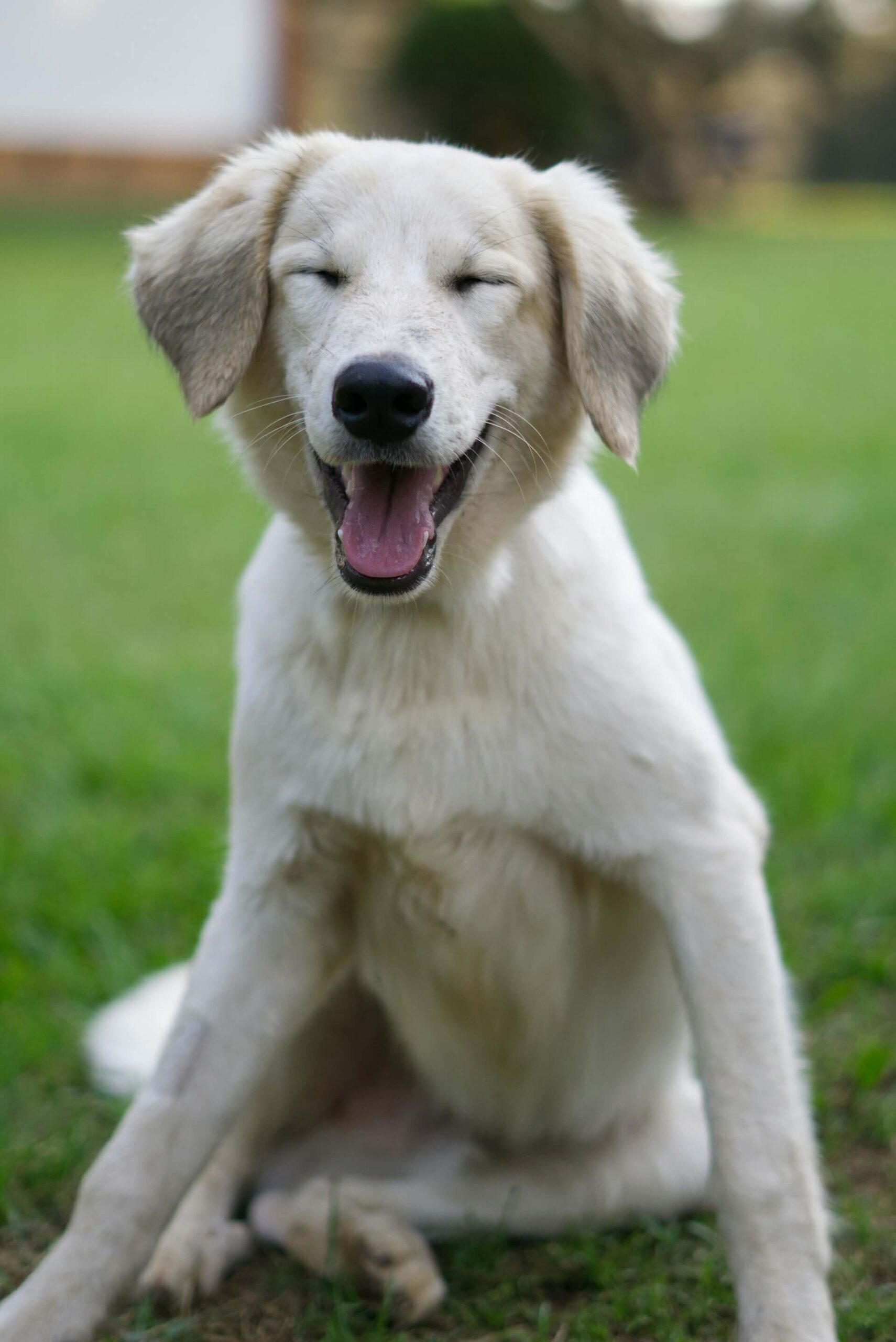 best outdoor dog beds – how to choose guide