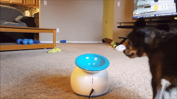 Dog playing fetch with launcher
