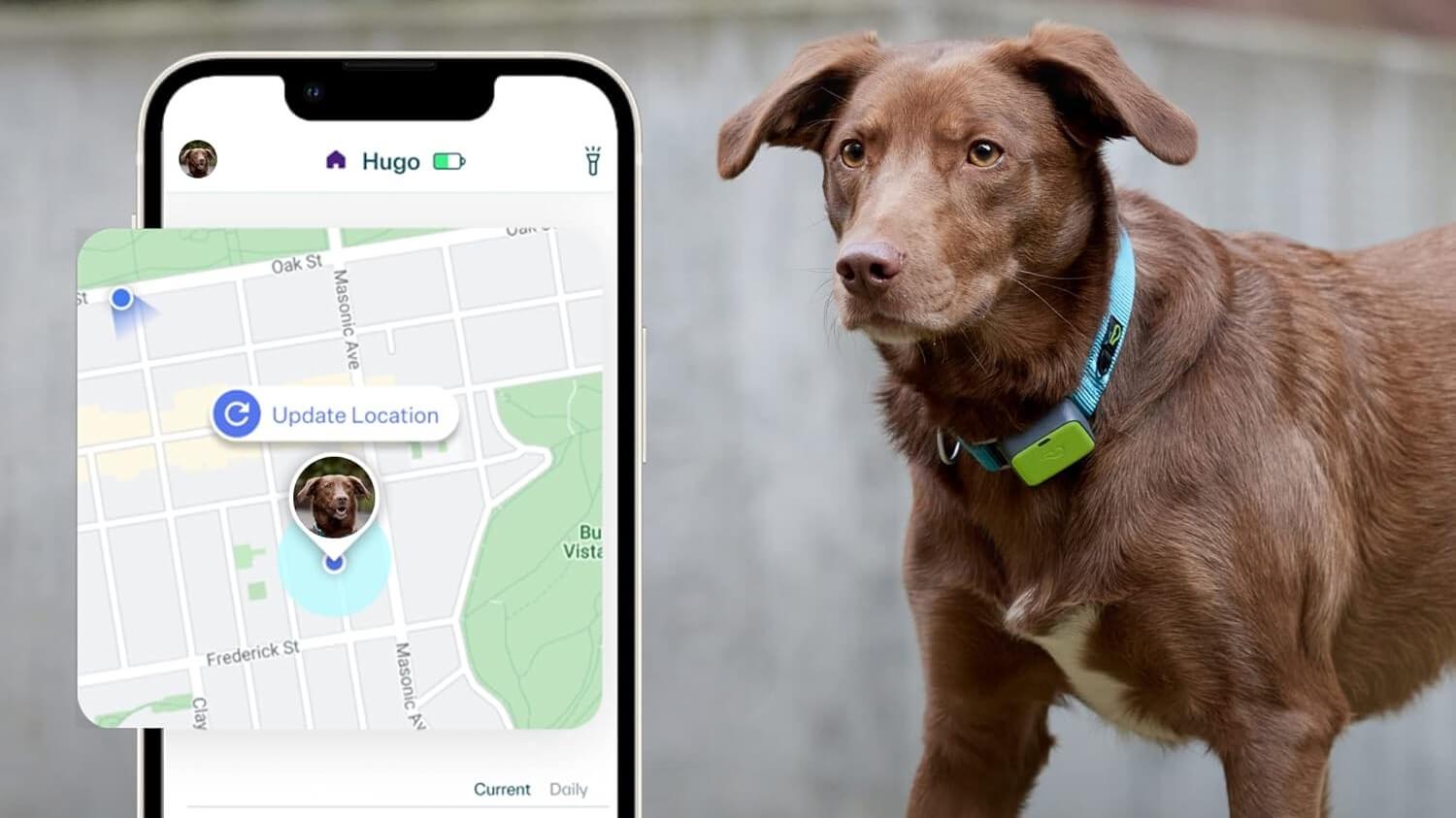 Owner checking pet camera live feed from smartphone while away from home
