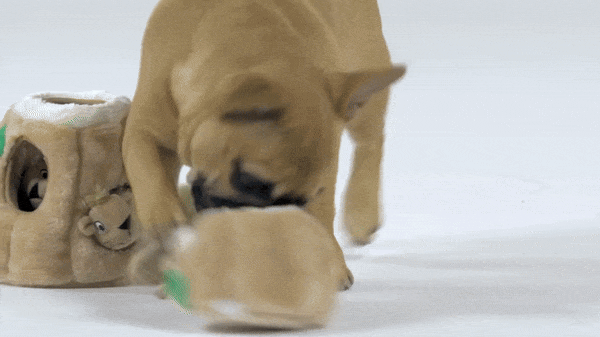Dog playing with Hide-A-Squirrel plush toy