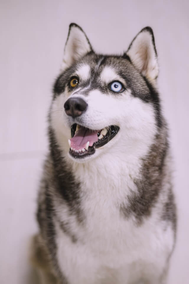 How to choose the best automatic dog water fountain – buying guide