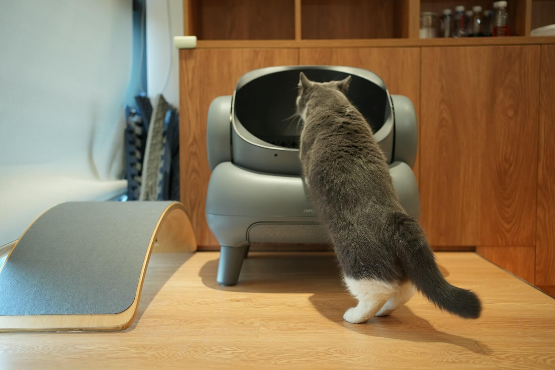 Top rated self-cleaning litter boxes in 2025
