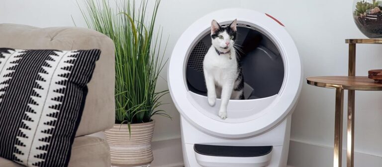 Best Automatic Litter Boxes in 2025 – Top 5 Self-Cleaning Cat Litter Boxes - FetchyFriends