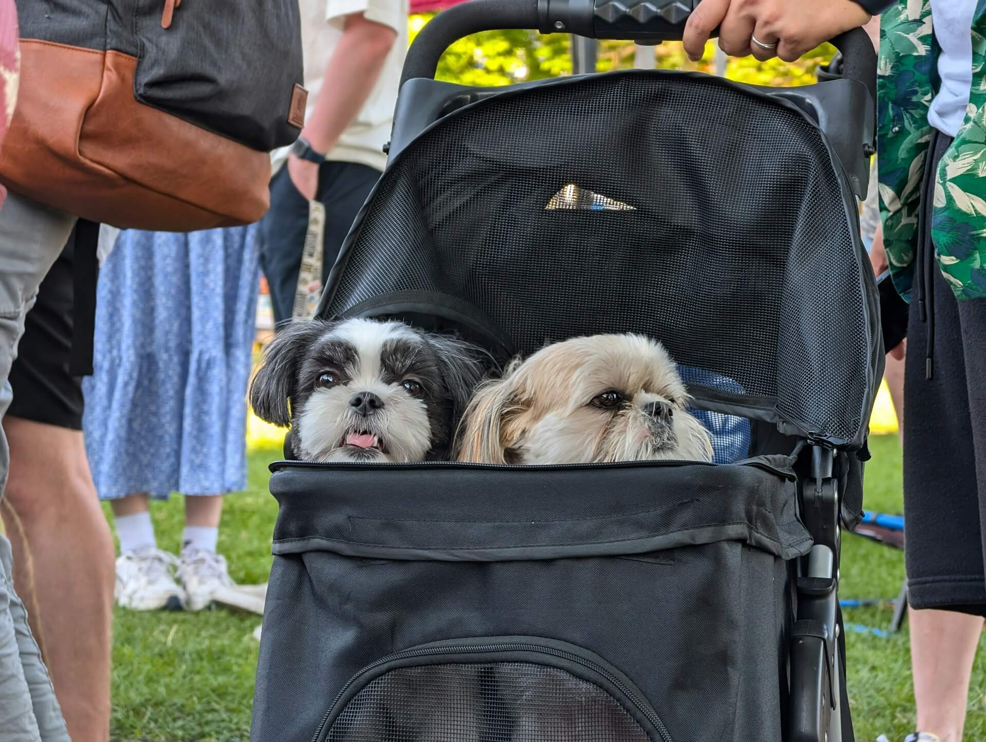Top rated dog strollers for 2025 – safe and stylish choices