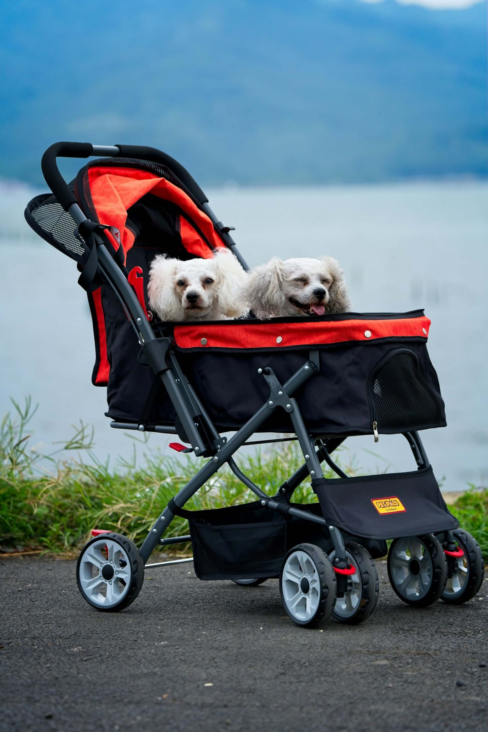 Dog stroller buying tips with pet owner in park