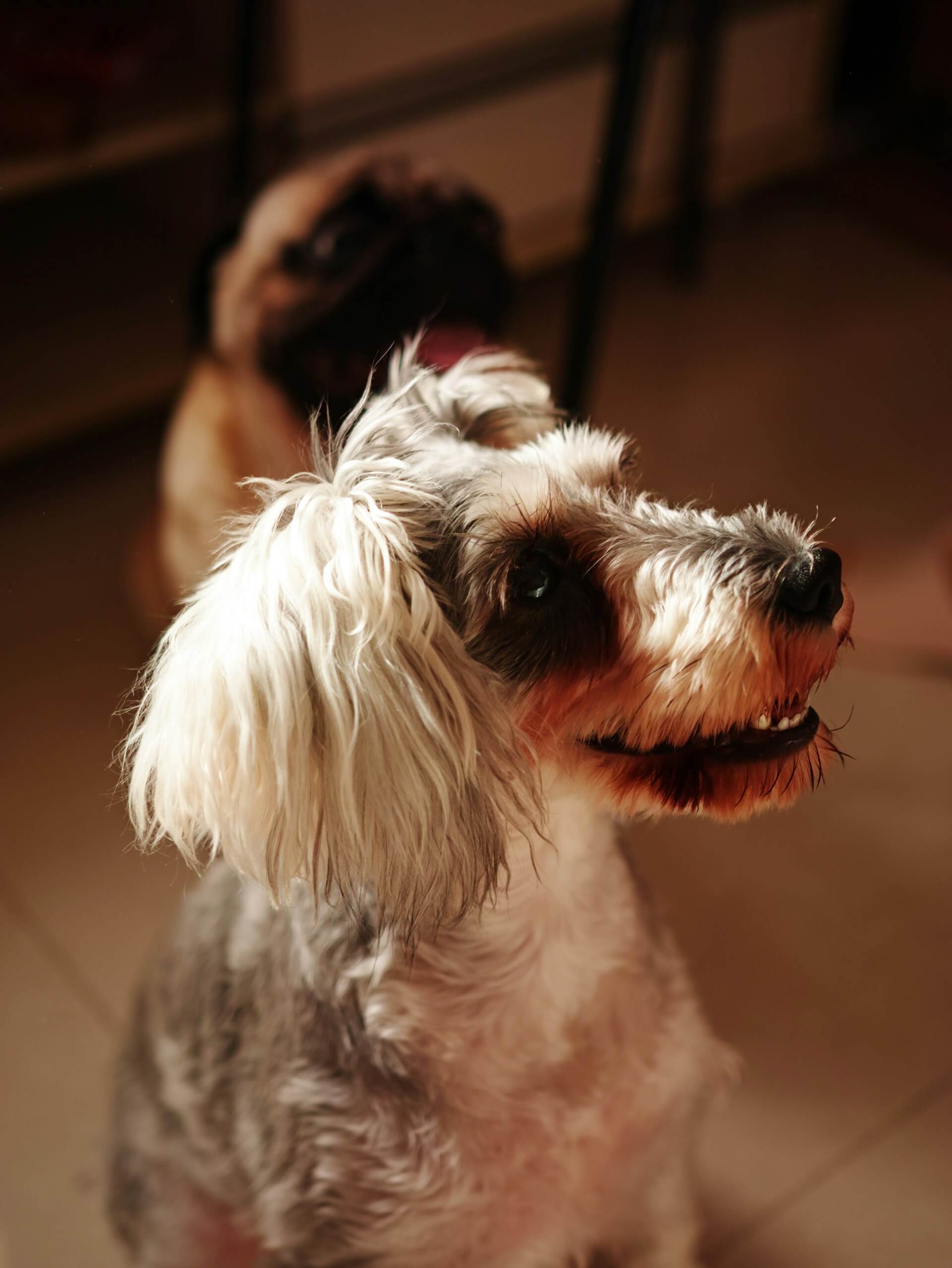 Dog stroller setup tips and common problems
