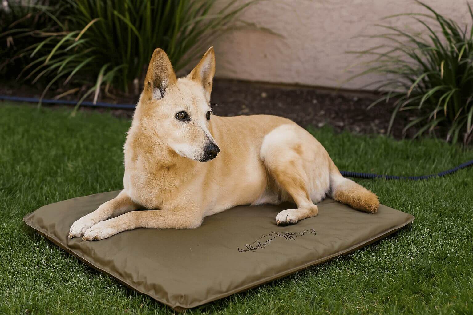 Dog lying on K&H Lectro-Soft outdoor heated dog bed with orthopedic foam base and waterproof PVC exterior, featuring automatic thermostat and safe for outdoor use.