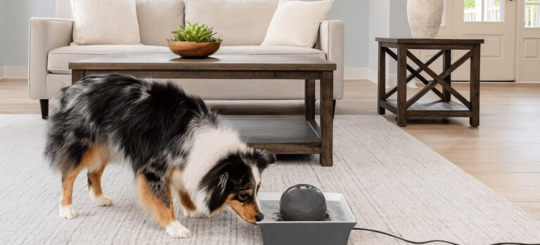 PetSafe Ceramic Fountain Review 2025 – Stylish & Quiet Pet Hydration| FetchyFriends
