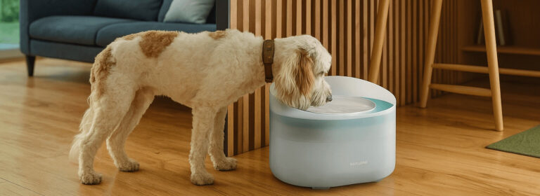 PETLIBRO Dog Water Fountain Review – 2.1Gal/8L Quiet & Anti-Splash Design for Large Dogs| FetchyFriends