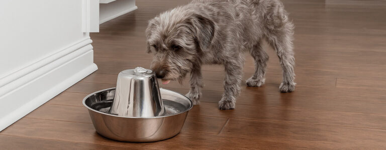 PetSafe Seaside Stainless Fountain Review (2025) – Sleek Steel Hydration for Happy Cats| FetchyFriends